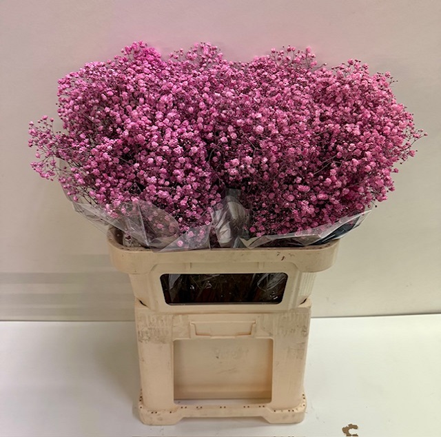 Gyps paint cerise.jpg